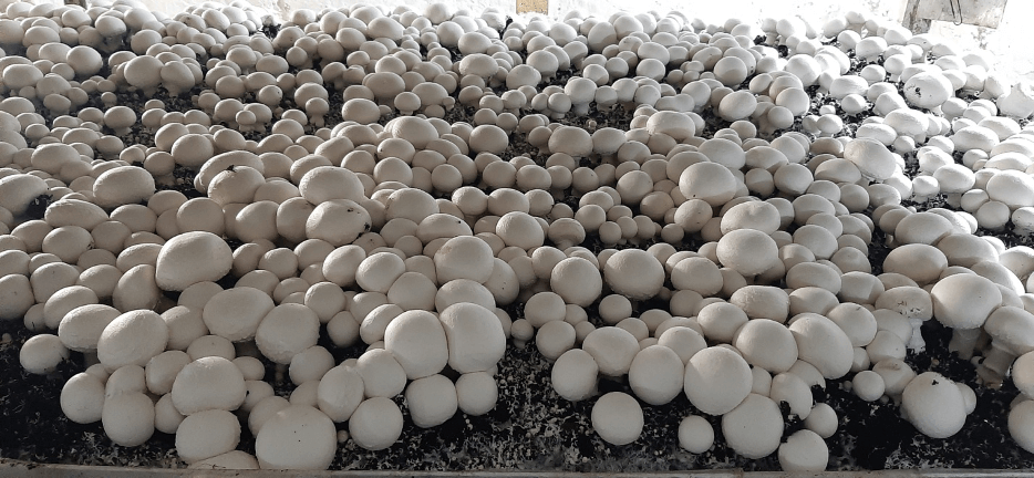 Плотное скопление грибов